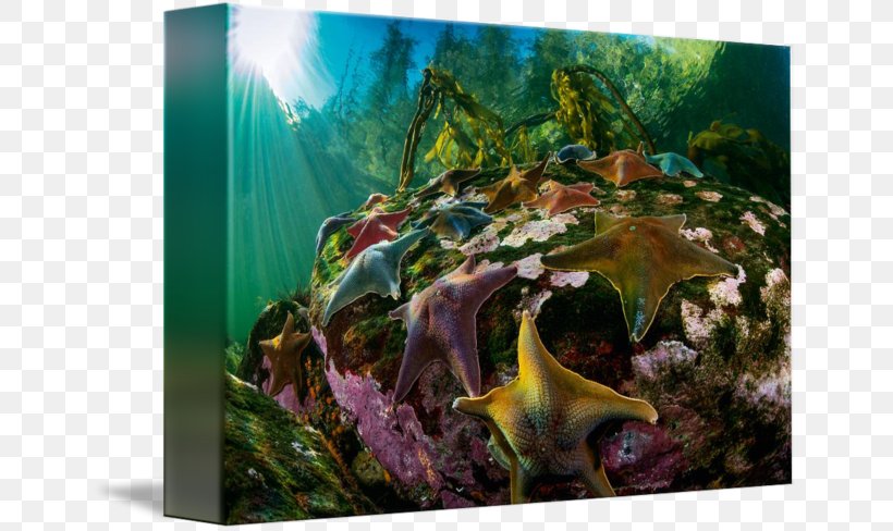 Coral Reef Fish Ecosystem Gallery Wrap Aquarium, PNG, 650x488px, Coral Reef, Aquarium, Aquarium Decor, Aquariums, Canvas Download Free