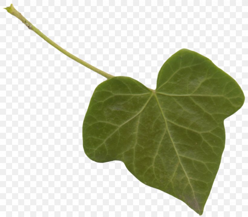 Leaf Plant Stem Clip Art, PNG, 1595x1400px, 4 February, Leaf, Cosmetics, Herb, Ivy Download Free