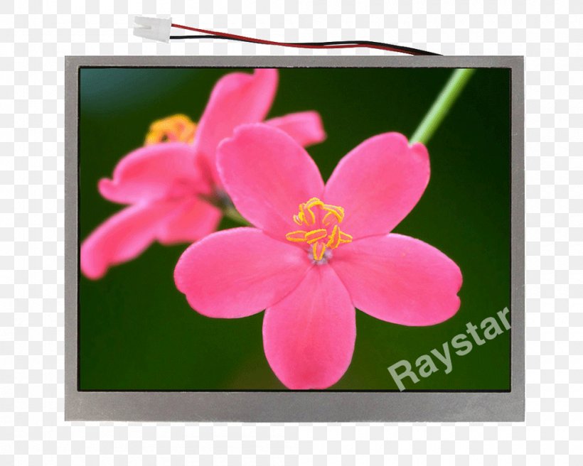 Pink M Flowering Plant RTV Pink Wildflower, PNG, 1000x800px, Pink M, Blossom, Flora, Flower, Flowering Plant Download Free