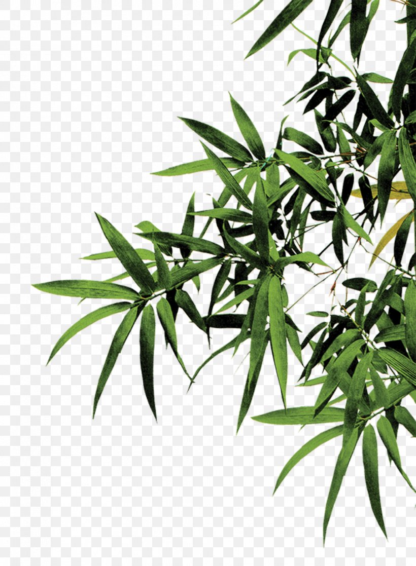 Bamboo Download Computer File, PNG, 1017x1386px, Bamboo, Bamboo Textile, Branch, Fargesia Murielae, Gratis Download Free