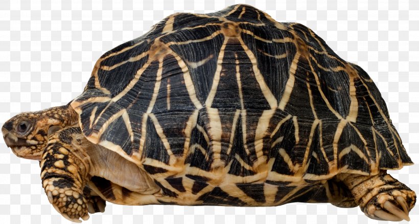 Box Turtle Reptile Indian Star Tortoise Gopherus, PNG, 3000x1604px, Turtle, Animal, Box Turtle, Carapace, Emydidae Download Free