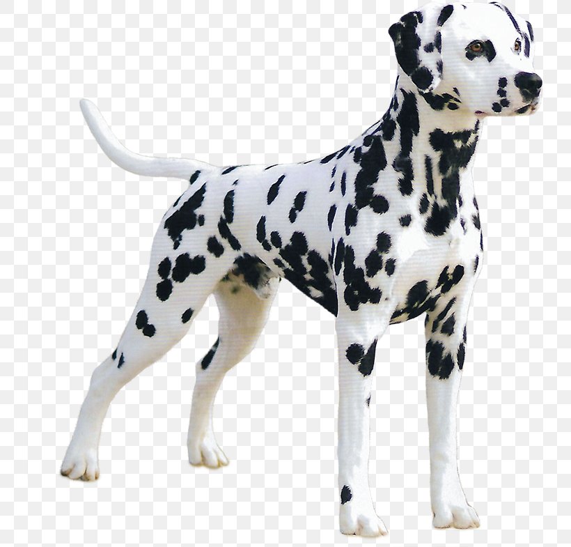 Dog Cartoon, PNG, 743x785px, Great Dane, Ancient Dog Breeds, Animal, Animal Figure, Breed Download Free