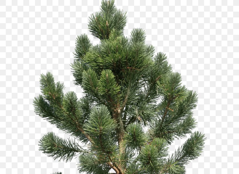 Fir Pine Tree Conifers, PNG, 600x600px, Fir, Biome, Blossom, Branch, Christmas Tree Download Free
