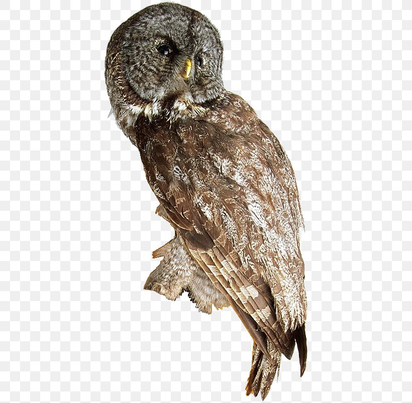 Great Grey Owl Hawk Beak Feather, PNG, 410x803px, Great Grey Owl, Beak, Bird, Bird Of Prey, Falcon Download Free