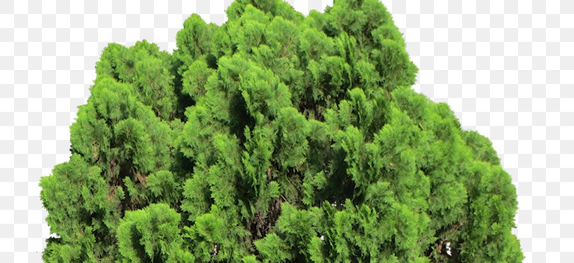 Oriental Arbor-vitae Cupressus Evergreen Shrub Pine, PNG, 716x376px, Oriental Arborvitae, Arborvitae, Biome, Cherry Laurel, Conifer Download Free