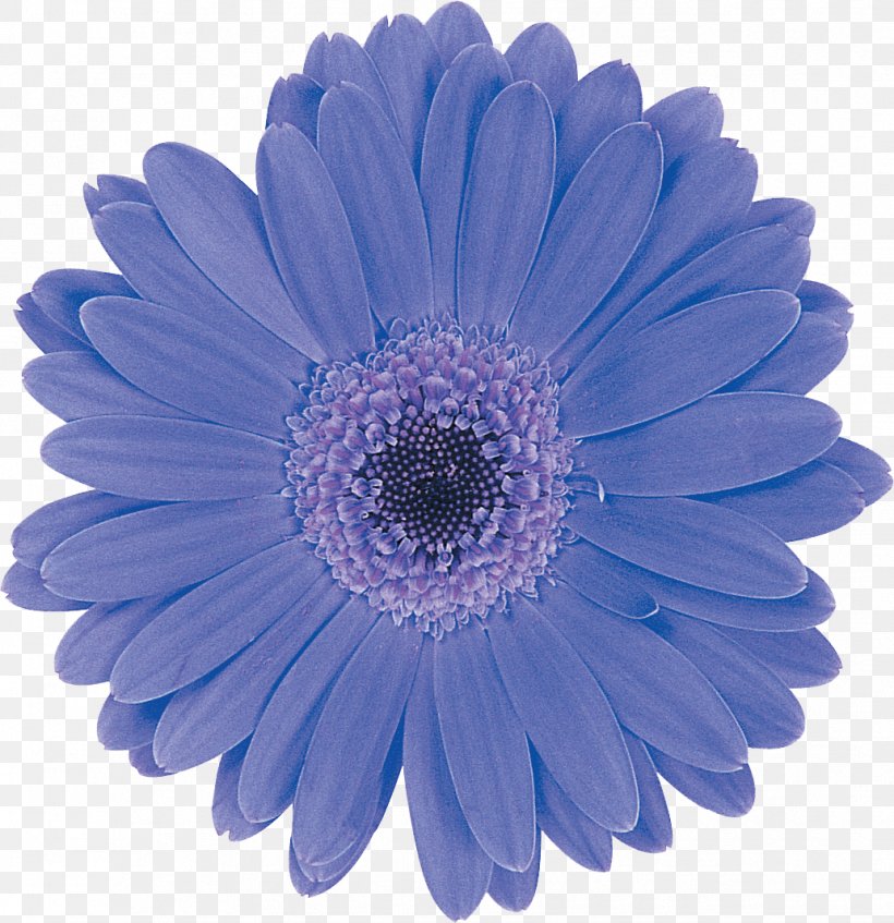 Schreurs Charlotte Transvaal Daisy Flower Common Daisy, PNG, 1032x1067px, Schreurs, Applied Teamwork Pte Ltd, Aster, Blue, Charlotte Download Free