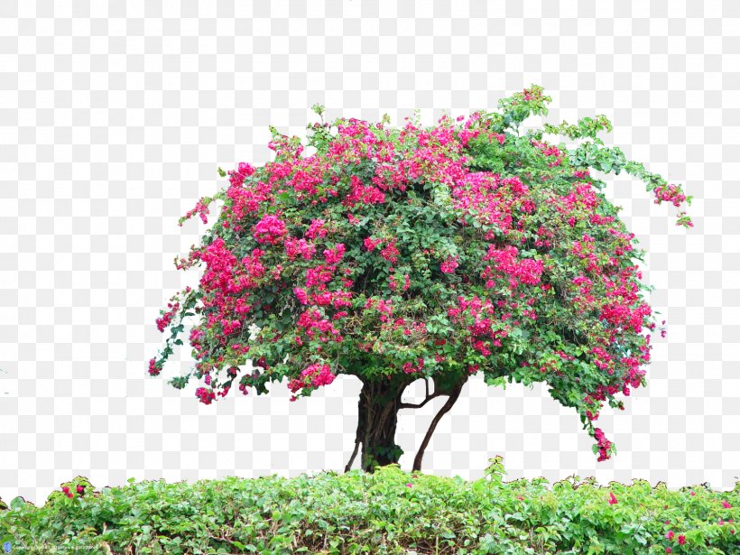 Shrub Tree Flora Plant, PNG, 1600x1200px, Shrub, Blossom, Branch, Flora, Flower Download Free