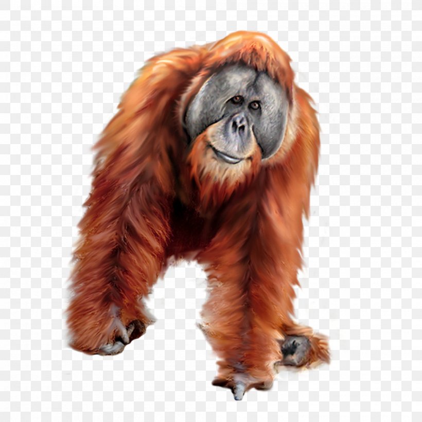 Orangutan Gorilla Tiger, PNG, 2000x2000px, Orangutan, Animal, Fauna, Fur, Gorilla Download Free