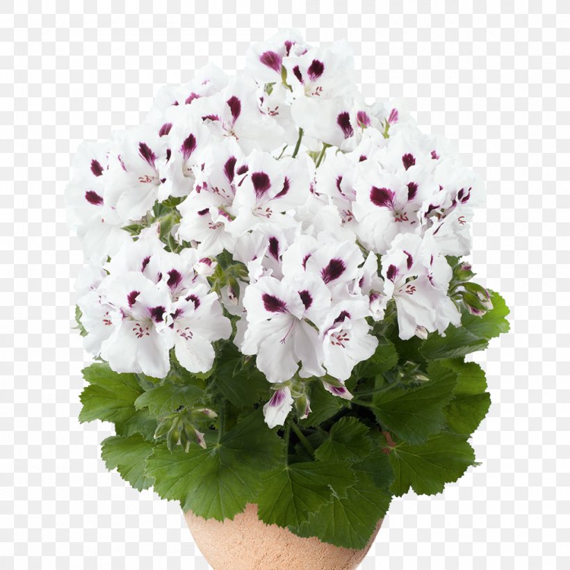 Regal Pelargonium White Flower Crane's-bill Color, PNG, 1000x1000px, Regal Pelargonium, Annual Plant, Color, Cut Flowers, Cutting Download Free