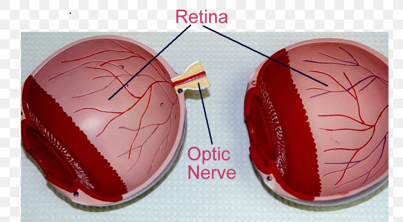 Retinal Pigment Epithelium Eye Photoreceptor Cell Light, PNG, 1000x550px, Watercolor, Cartoon, Flower, Frame, Heart Download Free