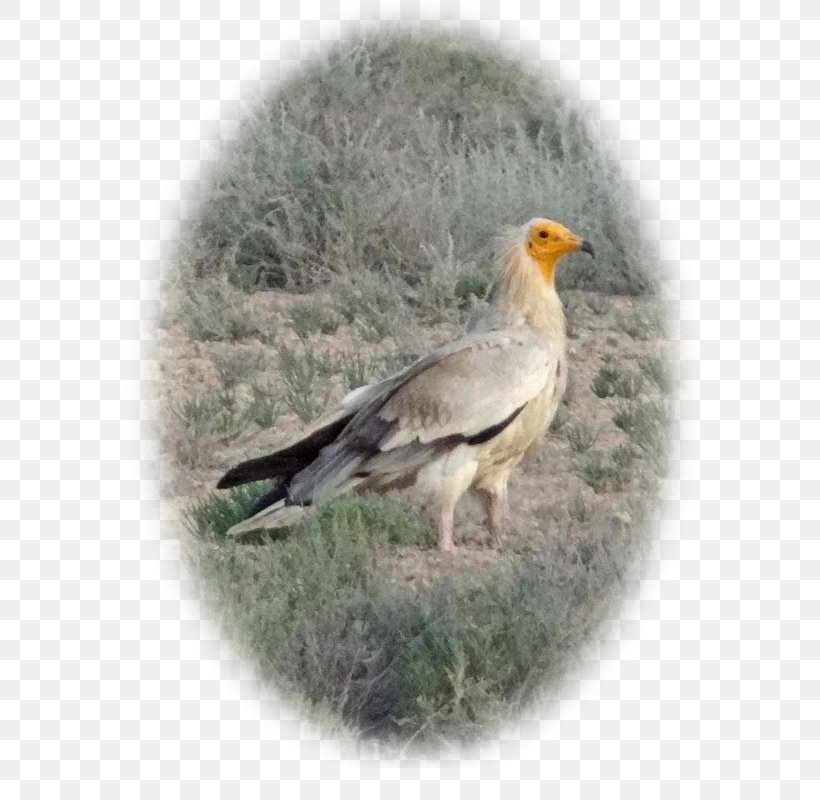 Vulture Buzzard Fauna Beak Feather, PNG, 600x800px, Vulture, Beak, Bird, Bird Of Prey, Buzzard Download Free