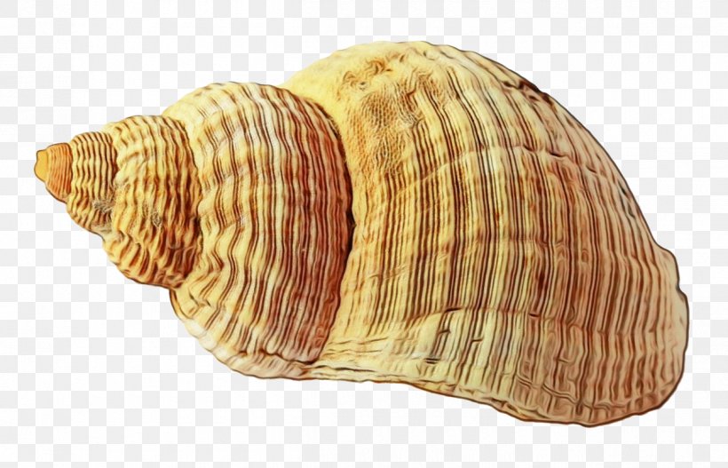 Beach Cartoon, PNG, 1250x804px, Seashell, Beach, Bivalve, Clam, Cockle Download Free