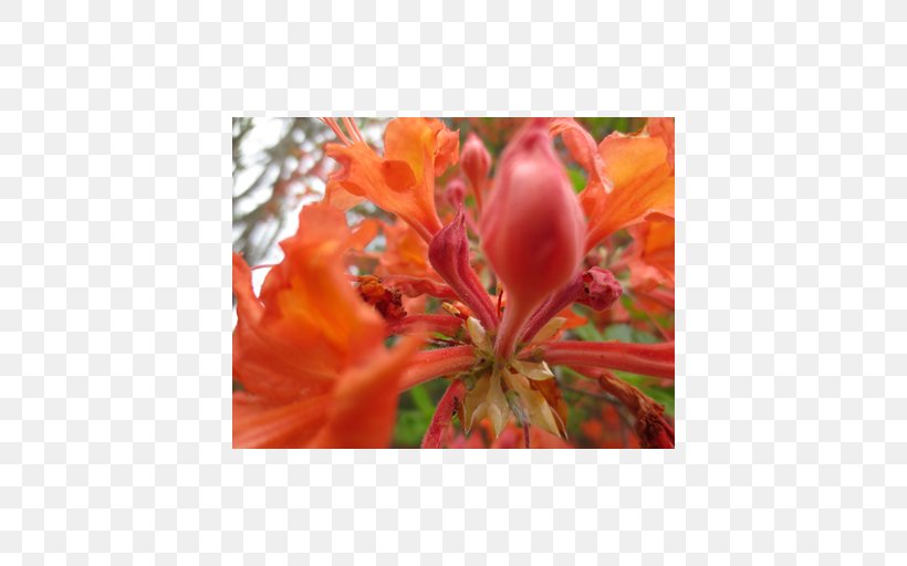 Flower Map Lily Of The Incas Alstroemeriaceae Lilium, PNG, 512x512px, Flower Map, Alstroemeriaceae, Azalea, Book, Deborah Leipziger Download Free