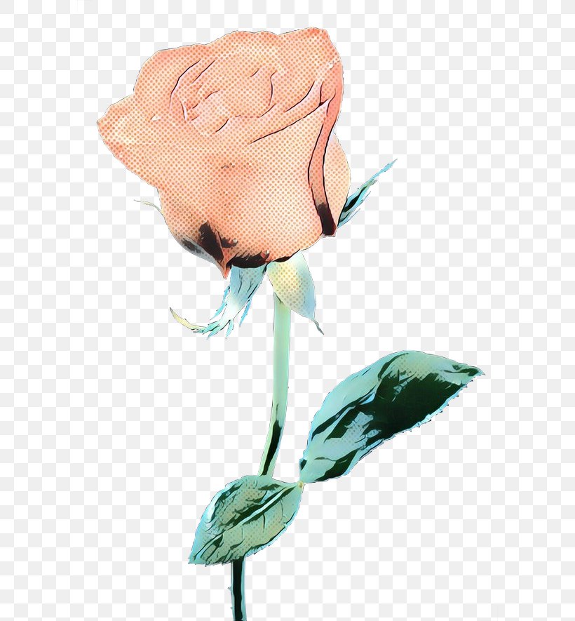 Pink Flower Cartoon, PNG, 600x885px, Garden Roses, Blue Rose, Cabbage Rose, Cut Flowers, Flower Download Free