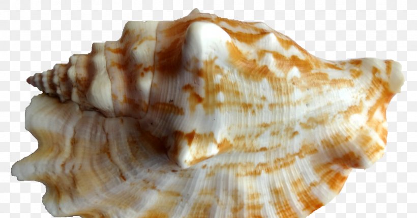 Cockle Conch Seashell Shankha Clam, PNG, 1024x538px, Cockle, Cereal, Clam, Clams Oysters Mussels And Scallops, Conch Download Free