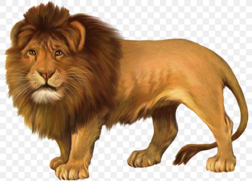 East African Lion Clip Art, PNG, 800x589px, East African Lion, Big Cats, Blog, Carnivoran, Cat Like Mammal Download Free
