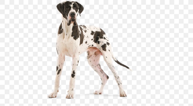 Old Danish Pointer Auvergne Pointer Great Dane Dog Breed, PNG, 580x450px, Old Danish Pointer, Brac, Braque D Auvergne, Breed, Carnivoran Download Free