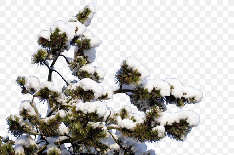 Snow Winter Euclidean Vector, PNG, 1024x683px, Snow, Branch, Concepteur, Conifer, Designer Download Free