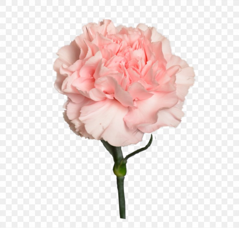 Garden Roses Цветочный магазин STUDIO Flores Flower Bouquet Cabbage Rose, PNG, 1916x1827px, Garden Roses, Artificial Flower, Artikel, Bloemisterij, Cabbage Rose Download Free