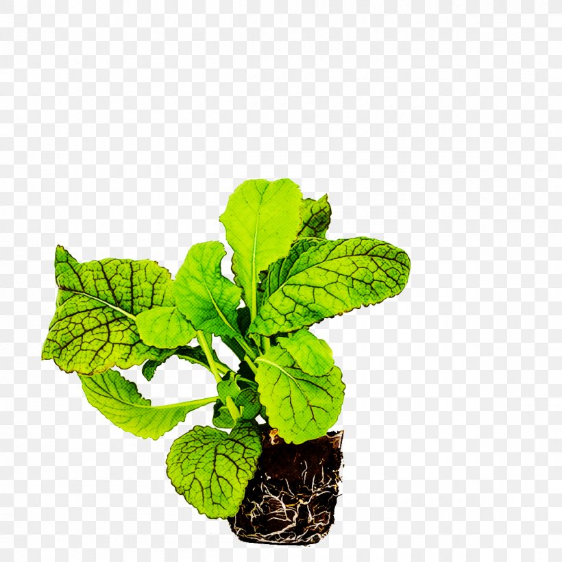 Leaf Flower Plant Houseplant Herb, PNG, 1200x1200px, Leaf, Flower, Flowerpot, Herb, Houseplant Download Free