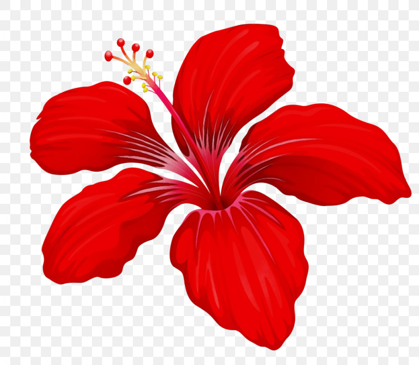 Shoeblackplant Petal Flower Plant Stem Bud, PNG, 1024x895px, Watercolor, Bud, Common Hibiscus, Floral Diagram, Flower Download Free