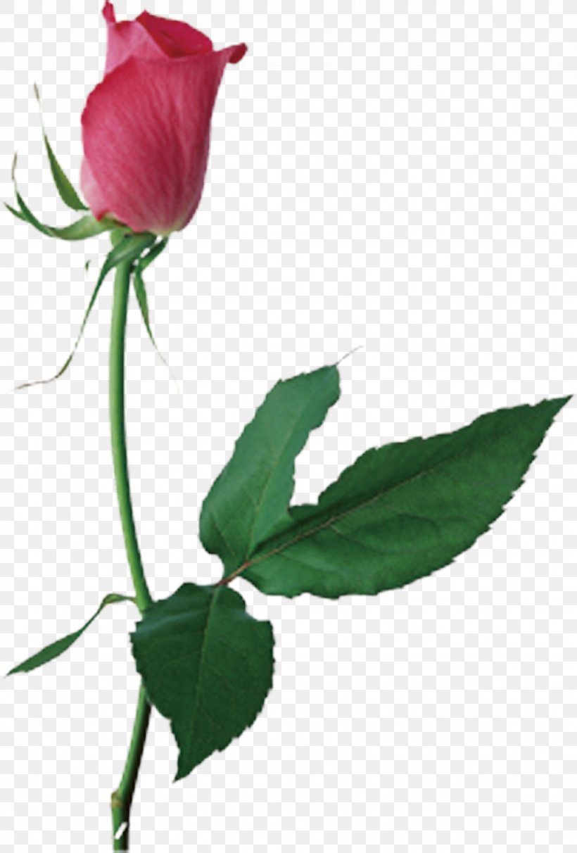 Centifolia Roses Flower Clip Art, PNG, 872x1289px, Centifolia Roses, Blue Rose, Bud, Cut Flowers, Flora Download Free