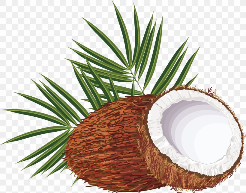 Coconut Water Arecaceae Clip Art, PNG, 1587x1250px, Coconut Water, Arecaceae, Beach, Coconut, Flowerpot Download Free
