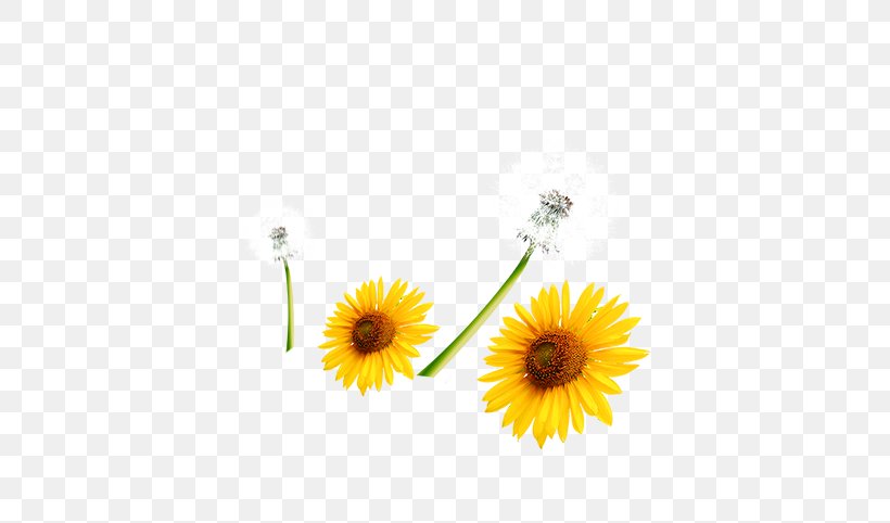 Common Sunflower Download Computer File, PNG, 565x482px, Common Sunflower, Daisy, Daisy Family, Dandelion, Designer Download Free