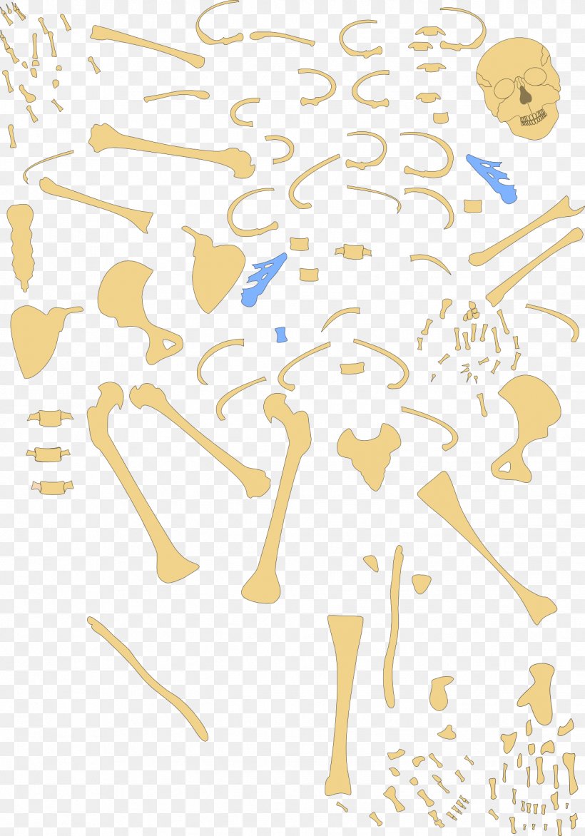 Human Skeleton Bone Osteoporosis Homo Sapiens, PNG, 1343x1920px, Watercolor, Cartoon, Flower, Frame, Heart Download Free
