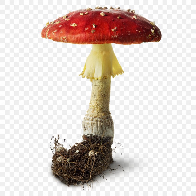 Mushroom Portable Document Format Fungus Clip Art, PNG, 1440x1440px, Mushroom, Agaric, Cabinet, Common Mushroom, Data Download Free