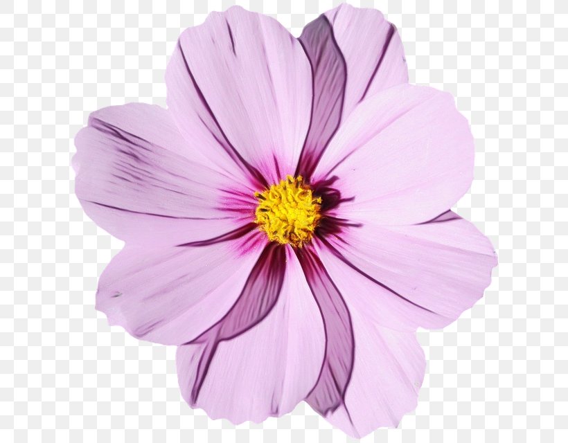 Flower Bouquet Desktop Wallpaper Transparency, PNG, 623x640px, Flower, Aster, Asterales, Blume, Cosmos Download Free