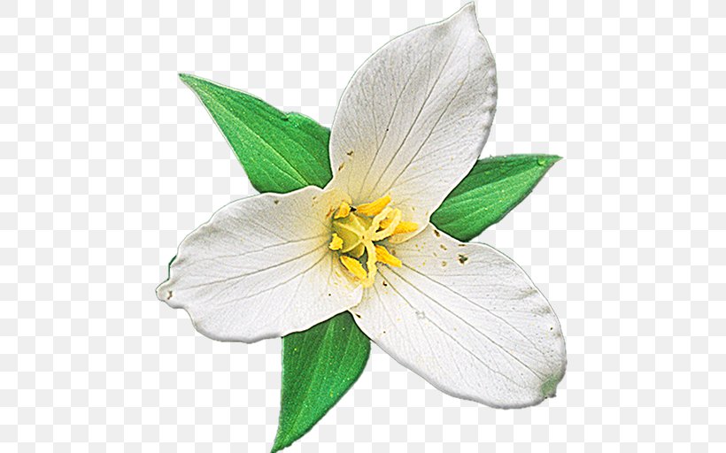 Wildflower Plant Identification, PNG, 512x512px, Wildflower, Alstroemeriaceae, Amaryllis Belladonna, Android, Field Guide Download Free