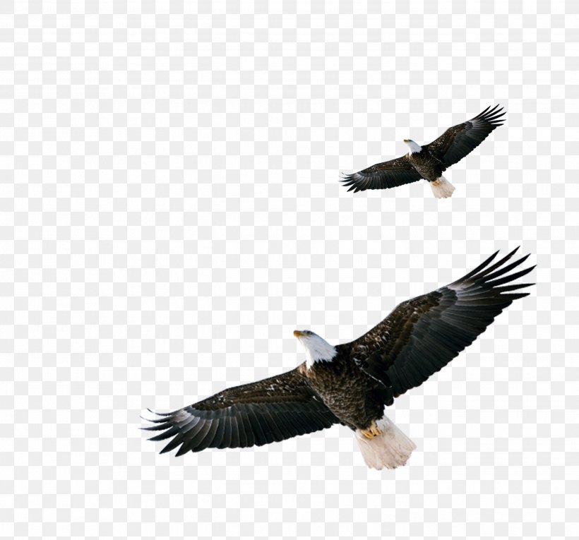 Bald Eagle Hawk Download, PNG, 2688x2508px, Bald Eagle, Accipitriformes, Beak, Bird, Bird Of Prey Download Free