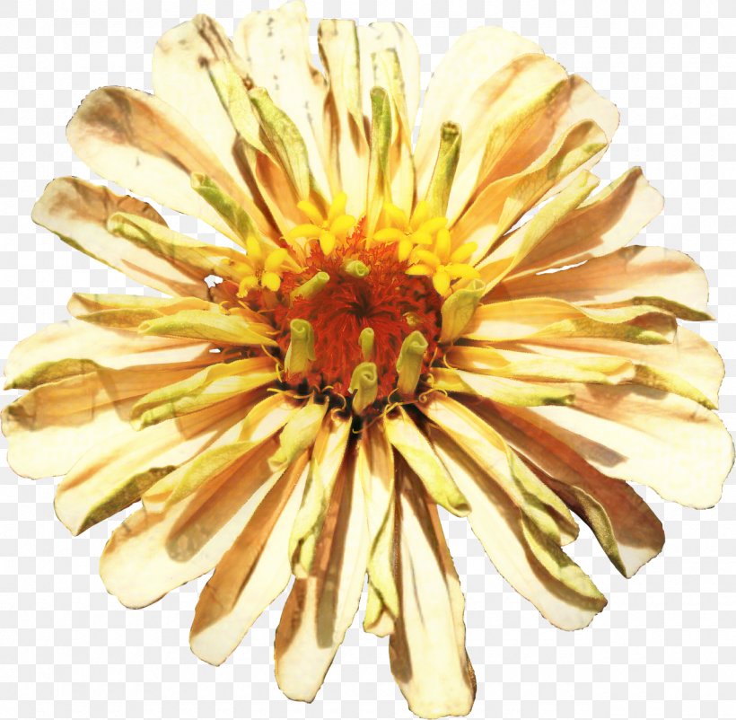 Chrysanthemum Cut Flowers Image Petal, PNG, 1280x1252px, Chrysanthemum, Artificial Flower, Chrysanths, Common Daisy, Common Zinnia Download Free