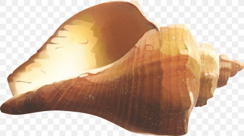 Conchology Shankha, PNG, 1582x886px, Conchology, Conch, Finger, Hand, Joint Download Free