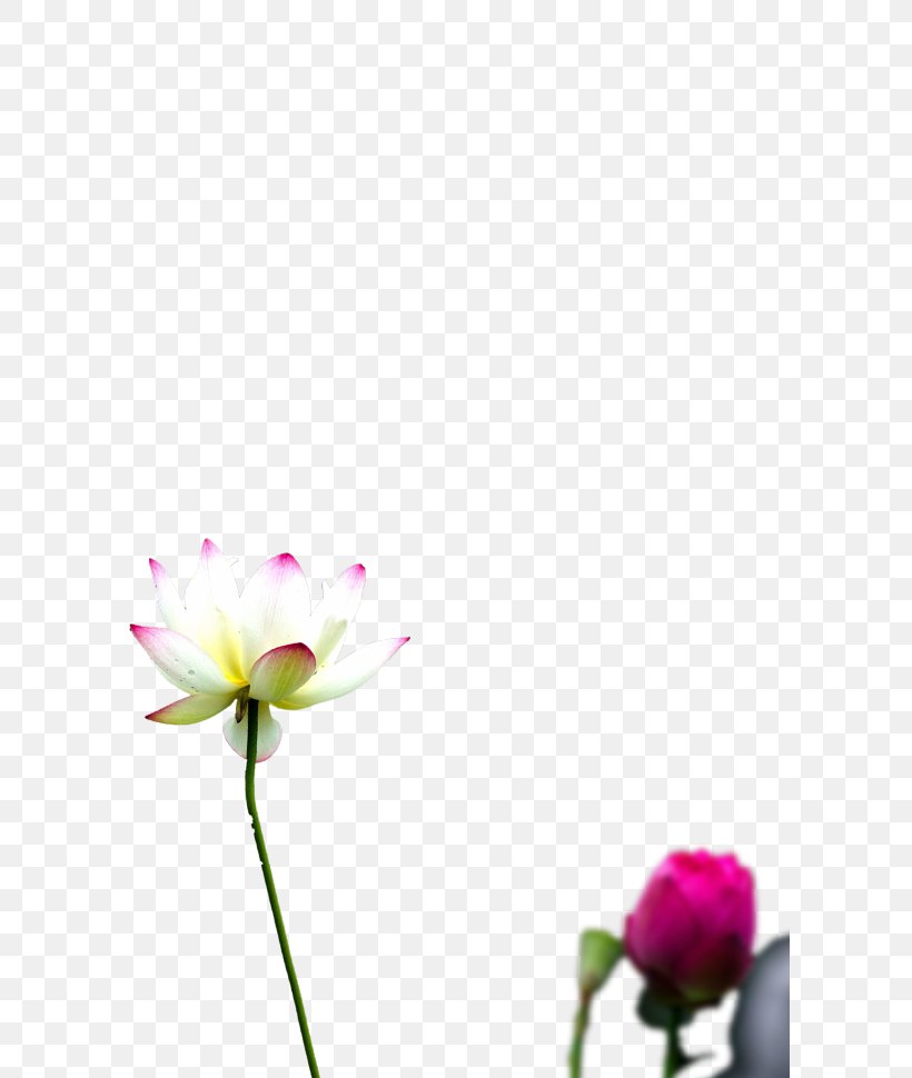 Daxue Xiaoxue Solar Term Xiazhi Flower, PNG, 600x970px, Daxue, Blossom, Bud, Close Up, Flora Download Free