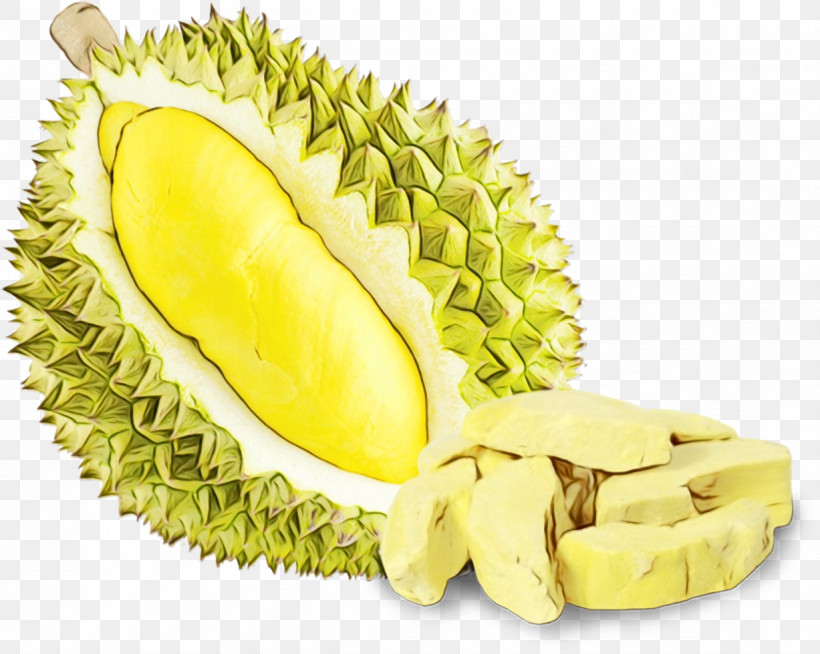 Durian Fruit Plant Food Artocarpus, PNG, 1227x980px, Watercolor, Artocarpus, Cempedak, Durian, Food Download Free
