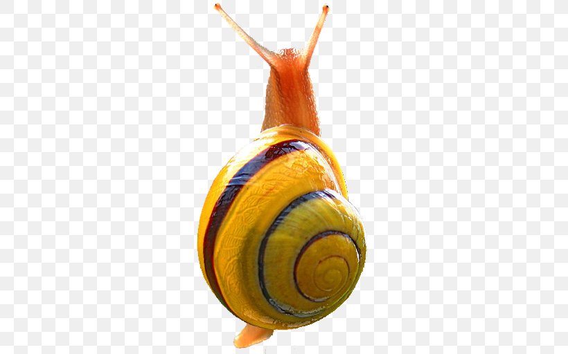 Snail Terrestrial Slugs Android Orthogastropoda, PNG, 512x512px, Snail, Android, Game, Google Play, Invertebrate Download Free