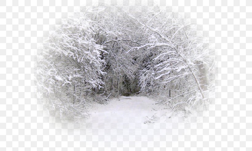 Snow Winter Blizzard Tree Rain, PNG, 600x492px, Snow, Black And White, Blizzard, Branch, Facebook Download Free
