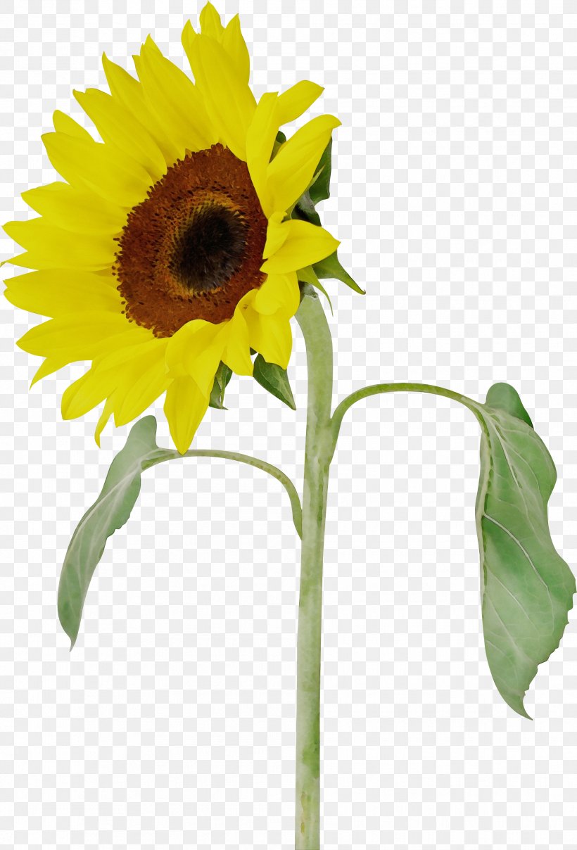 Sunflower, PNG, 1906x2810px, Watercolor, Cut Flowers, Flower, Flowering Plant, Paint Download Free