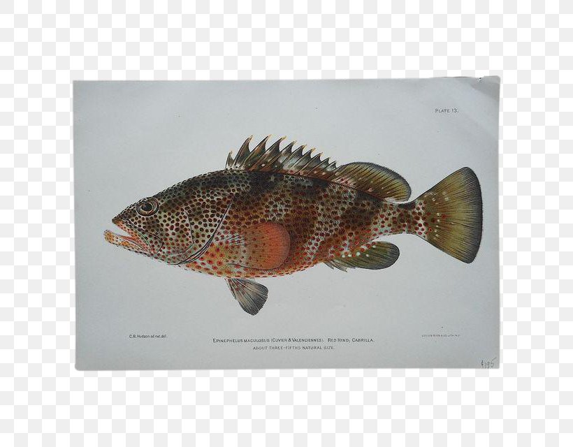 Fauna Perch Fish, PNG, 640x640px, Fauna, Fish, Organism, Perch Download Free