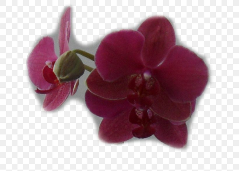 Moth Orchids Violet Pink M Family, PNG, 699x585px, Moth Orchids, Family, Flower, Flowering Plant, Lilac Download Free