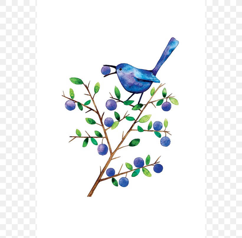 Bird Watercolor Painting Drawing Blackthorn Clip Art, PNG, 570x807px, Bird, Art, Beak, Blackthorn, Blue Download Free
