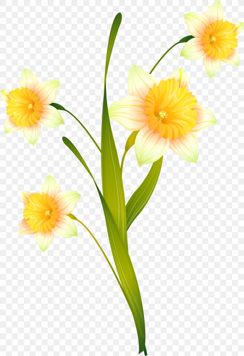 Daffodil Cut Flowers Floral Design Plant Stem, PNG, 4061x5924px, Daffodil, Amaryllis Family, Cut Flowers, Daylily, Floral Design Download Free