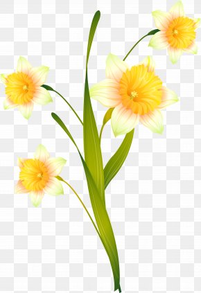 Daffodil Floral Design Cut Flowers Yellow, PNG, 1160x2203px, Daffodil ...