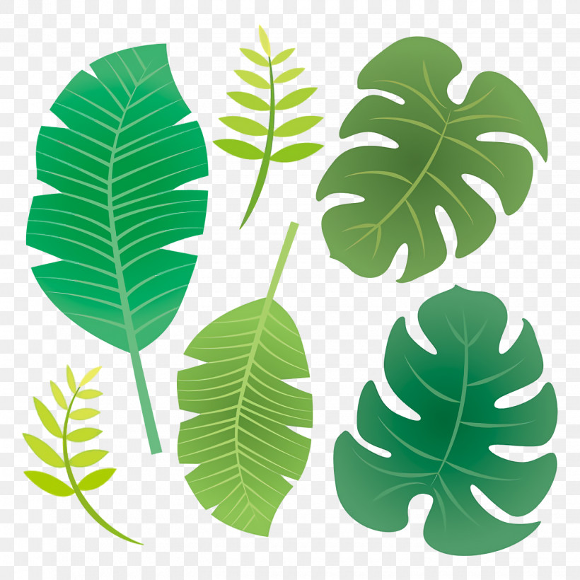Leaf Plant Stem M-tree Tree Plants, PNG, 1440x1440px, Leaf, Biology, Mtree, Plant Stem, Plant Structure Download Free
