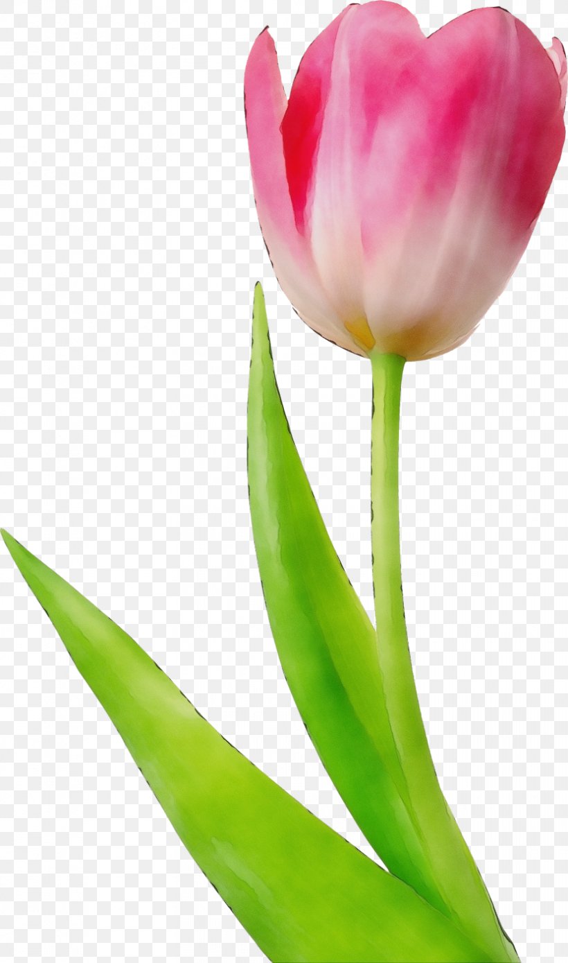 Watercolor Pink Flowers, PNG, 830x1406px, Watercolor, Botany, Bud, Cut Flowers, Flower Download Free