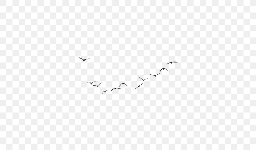 Bird Migration White Point, PNG, 640x480px, Bird Migration, Animal Migration, Area, Beak, Bird Download Free