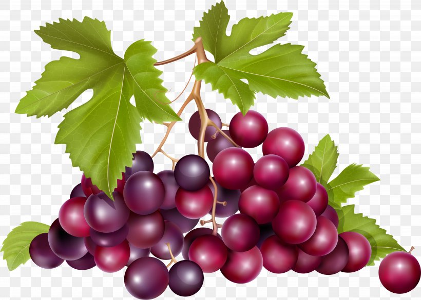 Grape Raceme, PNG, 4999x3568px, Grape, Berry, Boysenberry, Cranberry, Currant Download Free
