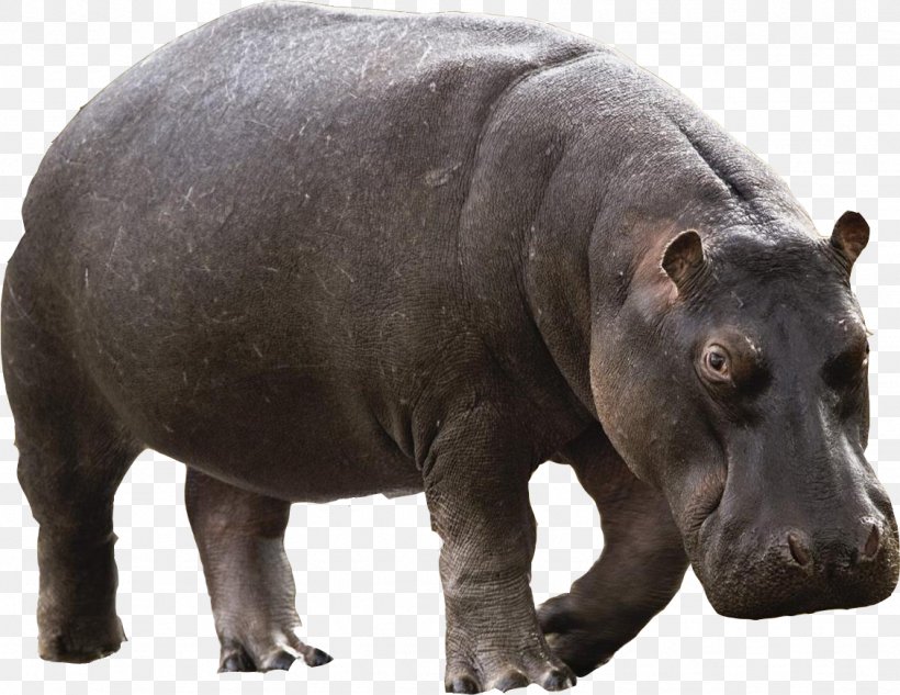 Hippopotamus Transparency Image Psd, PNG, 1128x872px, Hippopotamus, Animal, Animal Figure, Drawing, Mammal Download Free
